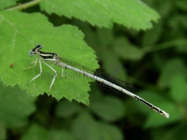 Platycnemis pennipes -3