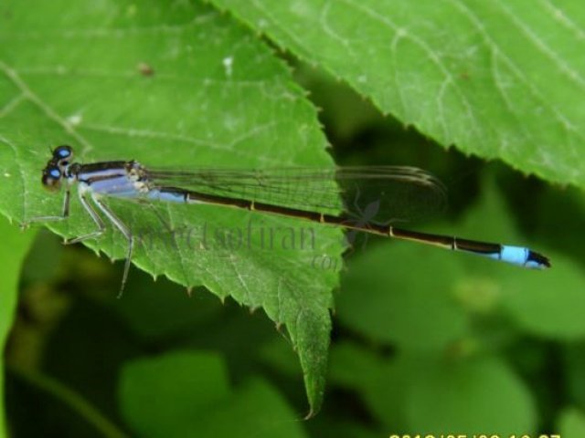 Platycnemis pennipes -4