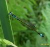 Others - Odonata - Zygoptera - Coenagrionidae