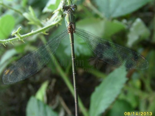 Lestes barbarus-1