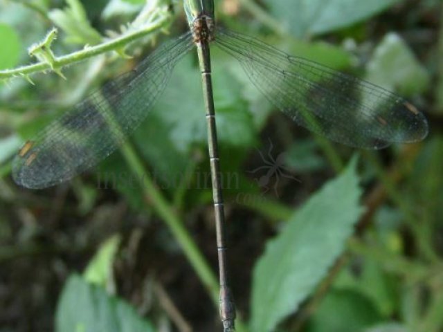 Lestes barbarus-2