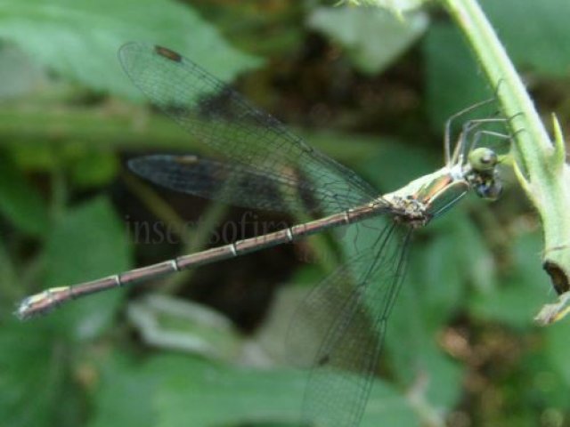 Lestes barbarus-3