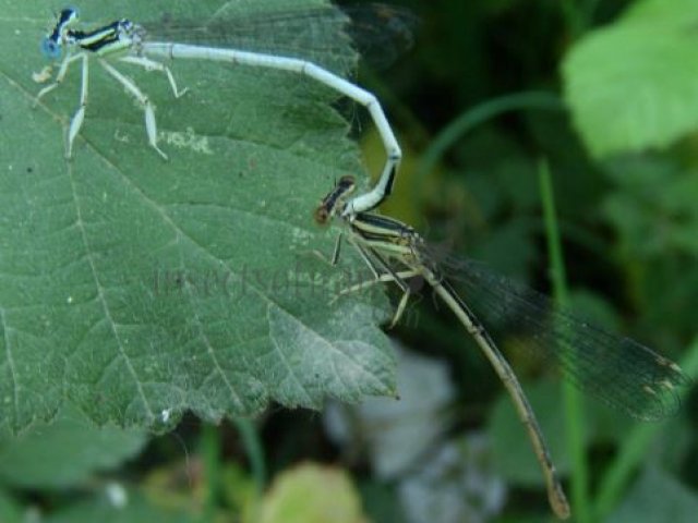 Platycnemis pennipes -1