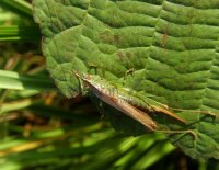Orthoptera-Ensifera-Eumastacidae