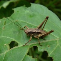 Orthoptera-Ensifera-Gryllidae