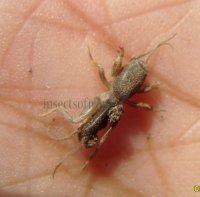 Orthoptera-Ensifera-Gryllotalpidae