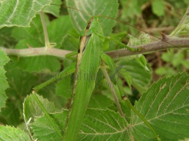 Tettigonia viridissima-2