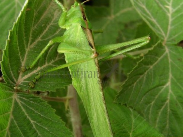 Tettigonia viridissima-3
