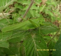 Tettigonia viridissima-1