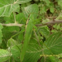 Tettigonia viridissima-2