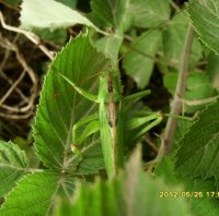 Tettigonia viridissima-4