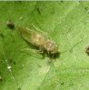 Others - Psocoptera -Trichopsocidae 