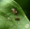 Others - Psocoptera-Ectopsocidae