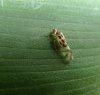 Others - Psocoptera-Stenopsocidae