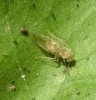 Others - Psocoptera-Unidentified