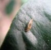 Others - Psocoptera-Caeciusidae