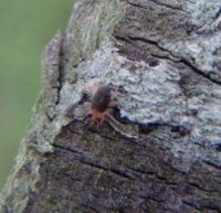 Snout Mites (Bdellidae) -5