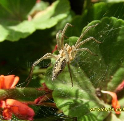 Spiders-Agelenidae