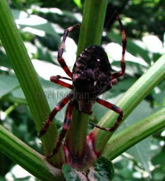Araneus angulatus-2