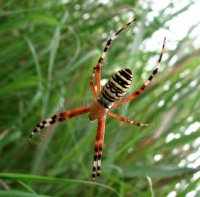 Spiders-Argiopidae