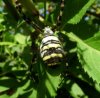 Spiders - Argiopidae