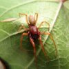 Spiders - Dysderidae