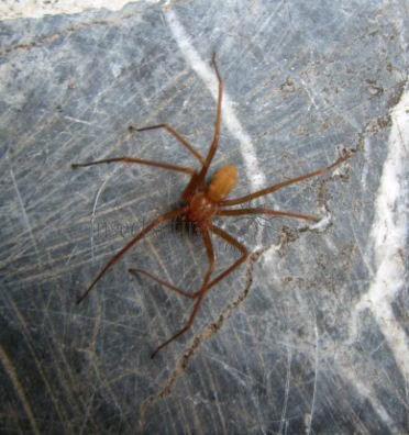 Spiders-Loxoscelidae