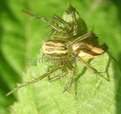 Oxyopes salticus -1