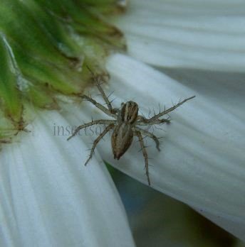 Oxyopes salticus -3