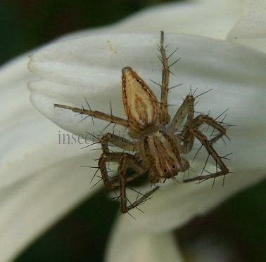 Oxyopes salticus -4