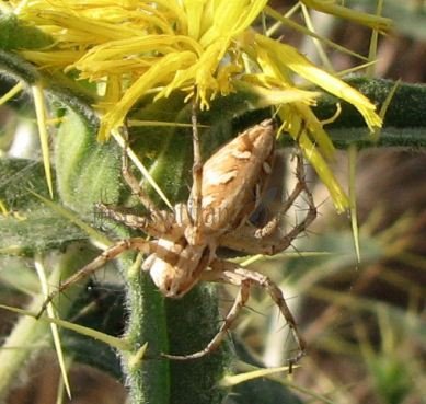 Oxyopes sertatus -2