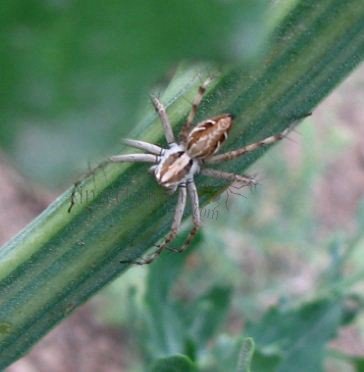 Oxyopes sp