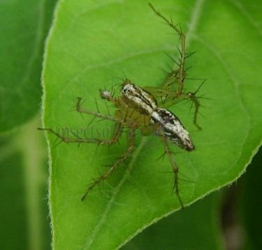 Oxyopidae -