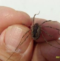 Arachnida-Phalangiidae