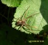 Spiders - Pisauridae