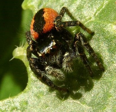 Philaeus chrysops -18