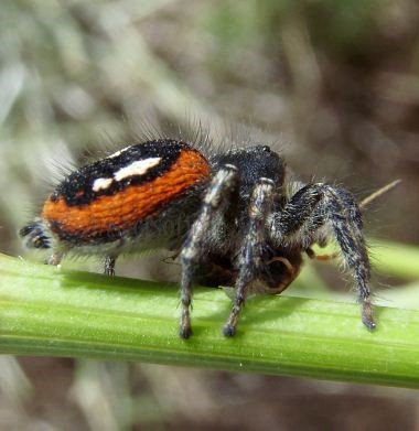 Spiders-Salticidae