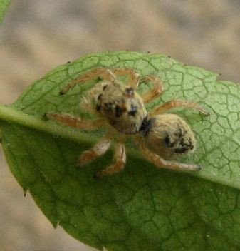 Salticidae -7