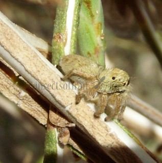 Salticidae -33