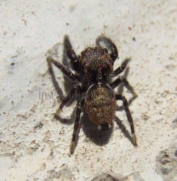 Salticidae -5