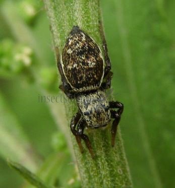 Heliophanus sp-10