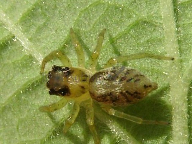 Phintella castriesiana