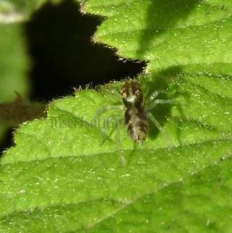 Phintella sp