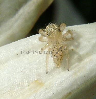 Salticidae -9