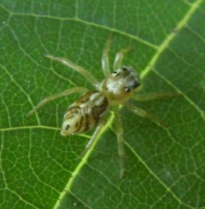 Phintella versicolor-3