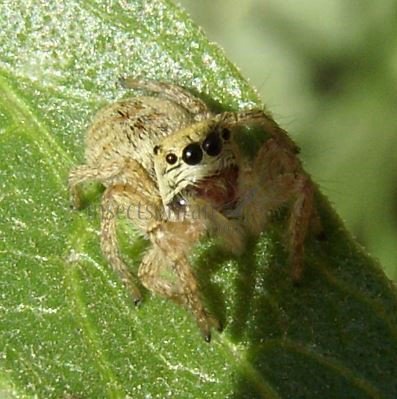 Salticidae -26