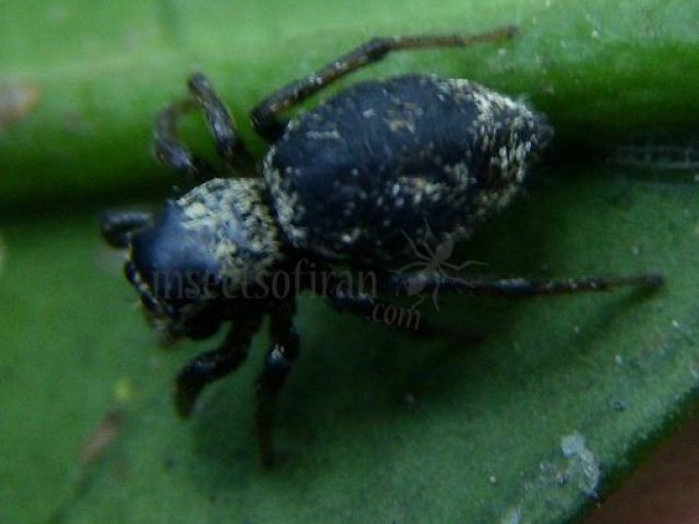 Salticidae -32