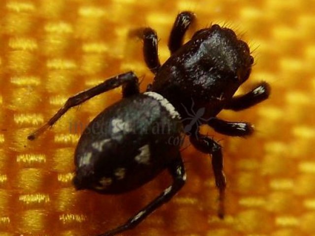 Salticidae -34