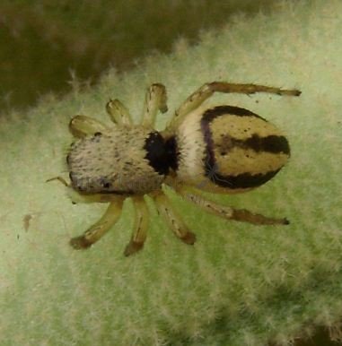 Heliophanus melinus -8