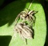 Spiders - Salticidae